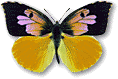 Colias genus 